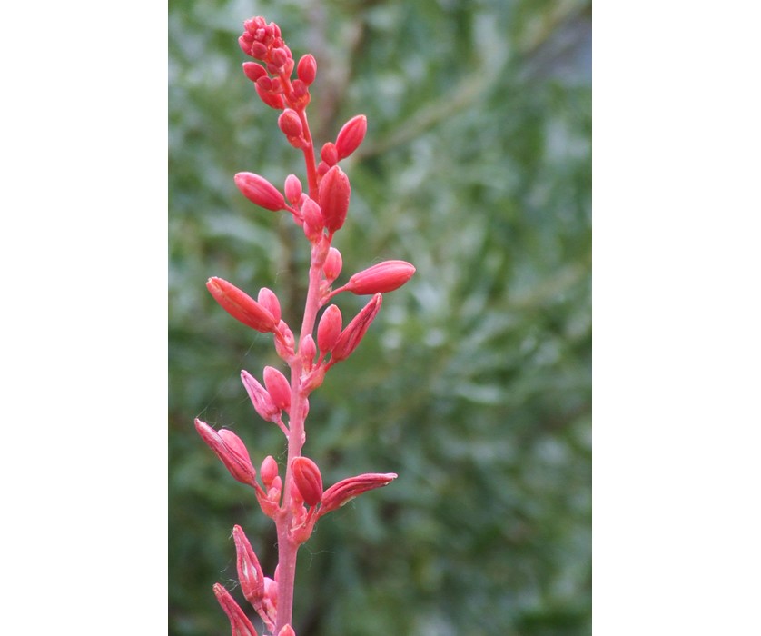 Red Hesperaloe